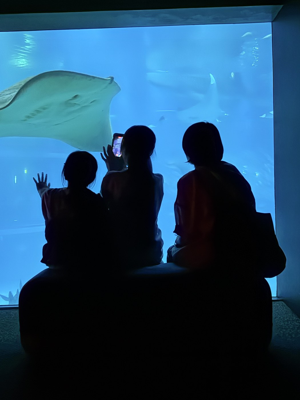 海遊館の大水槽の前でエイを見上げる子どもたちのシルエット