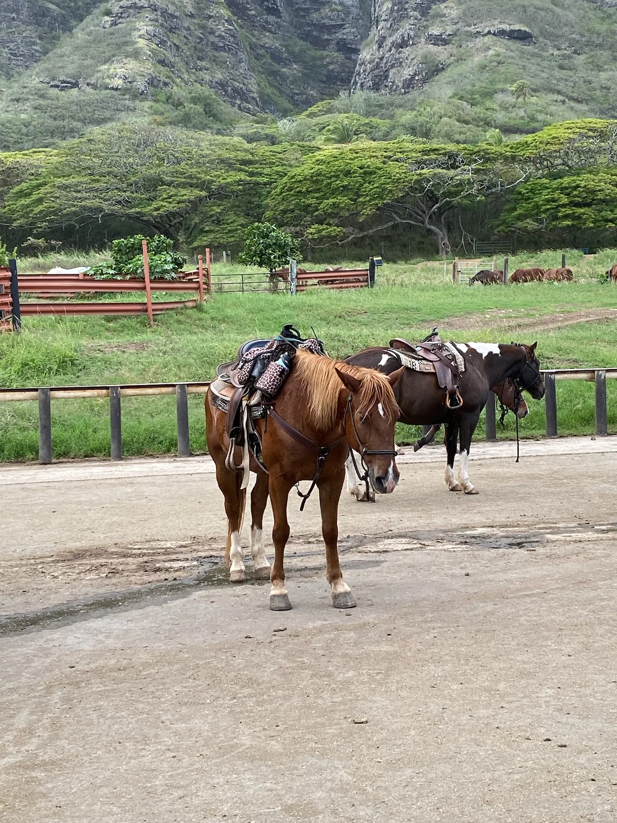 クアロアランチでつながれた2頭の馬
