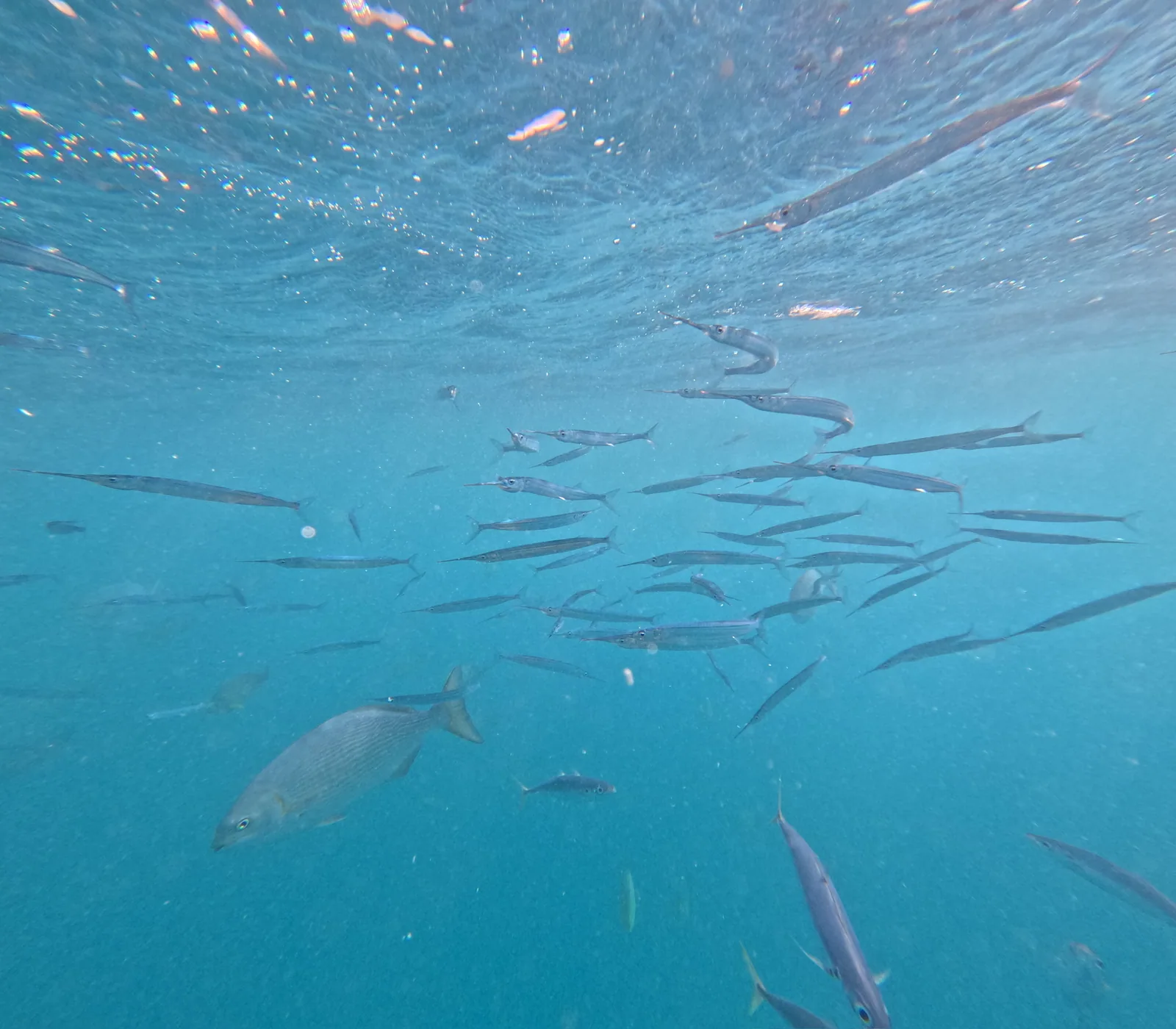 シュノーケル中に見えた魚の群れ