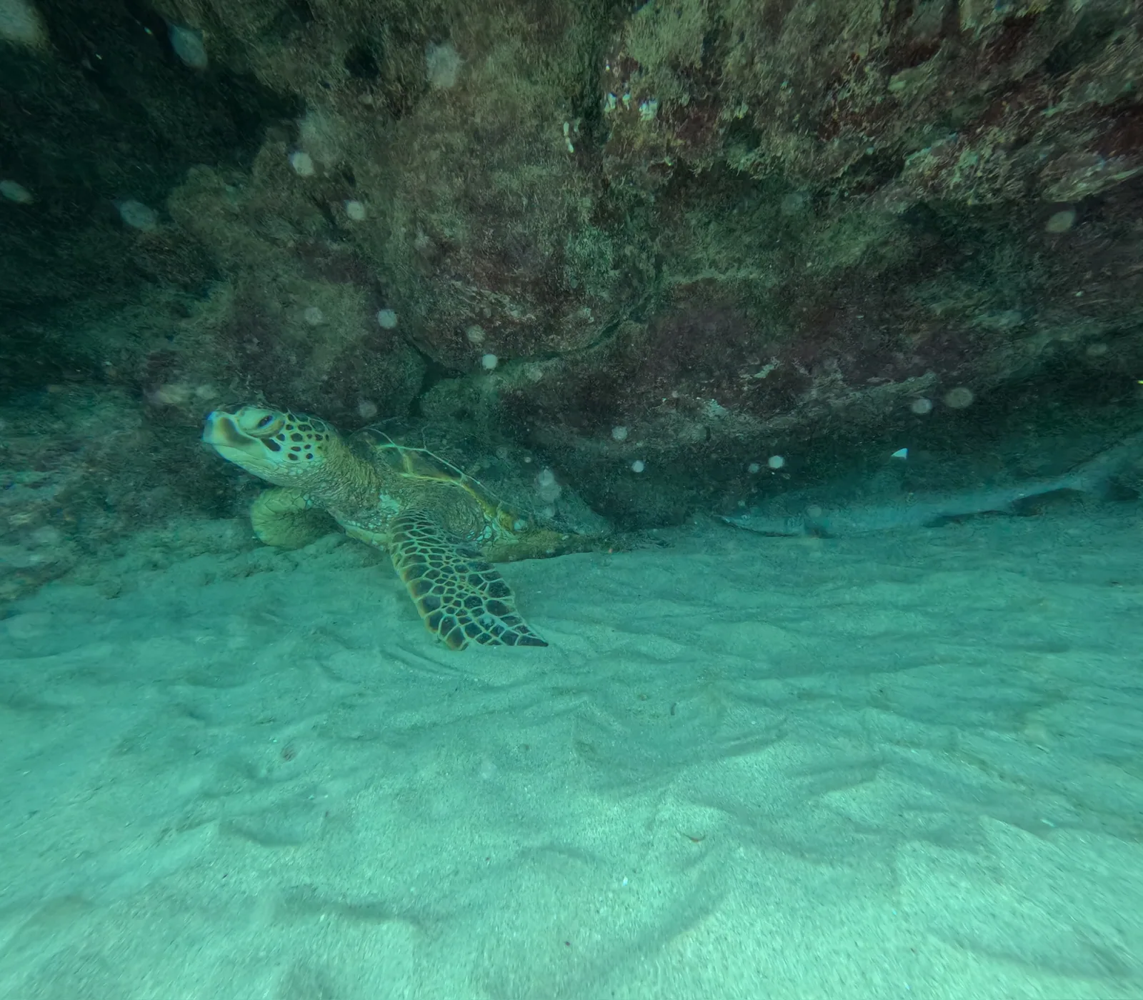 ハワイの海で岩陰に休むアオウミガメ