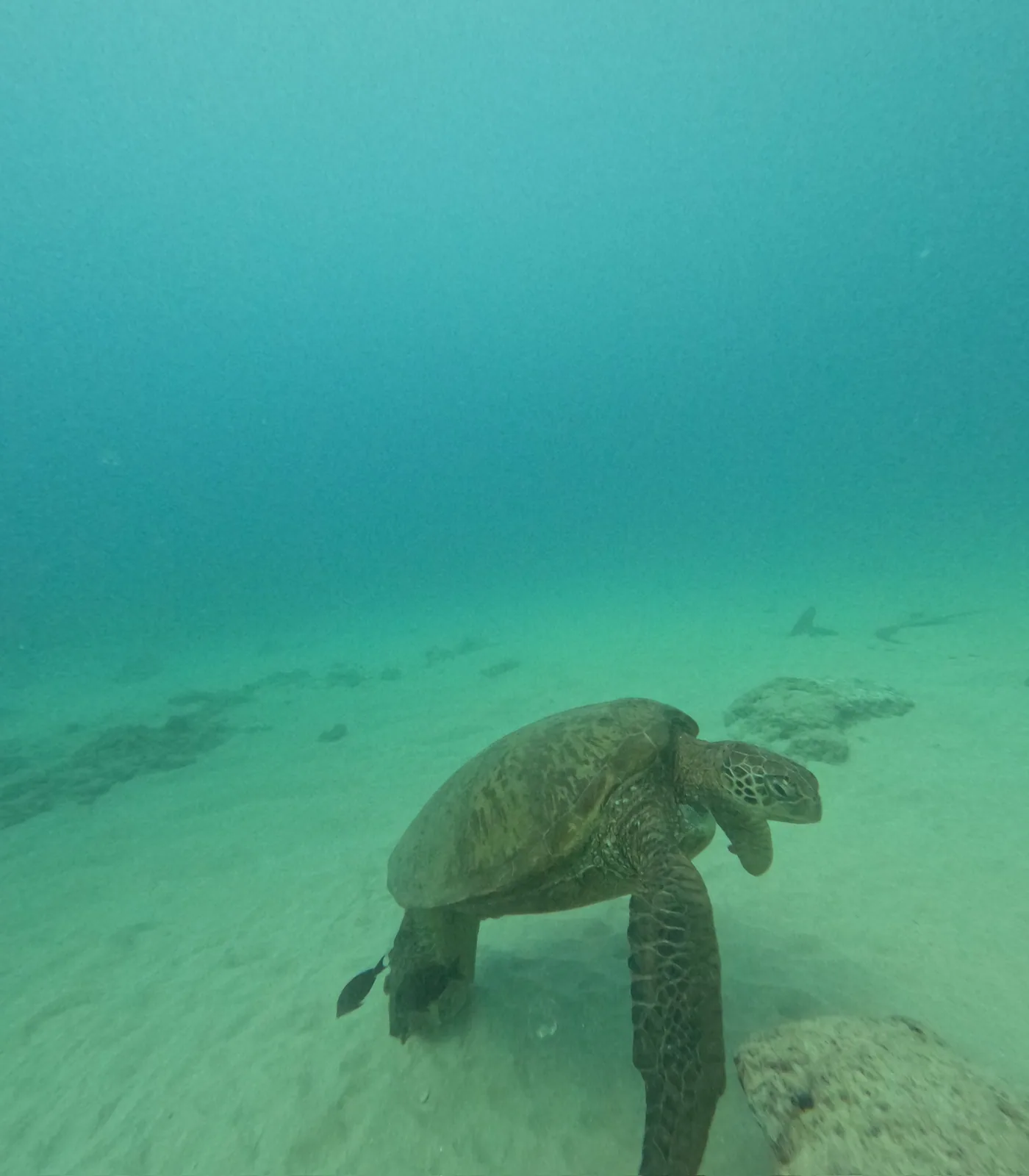砂地を泳ぐアオウミガメ