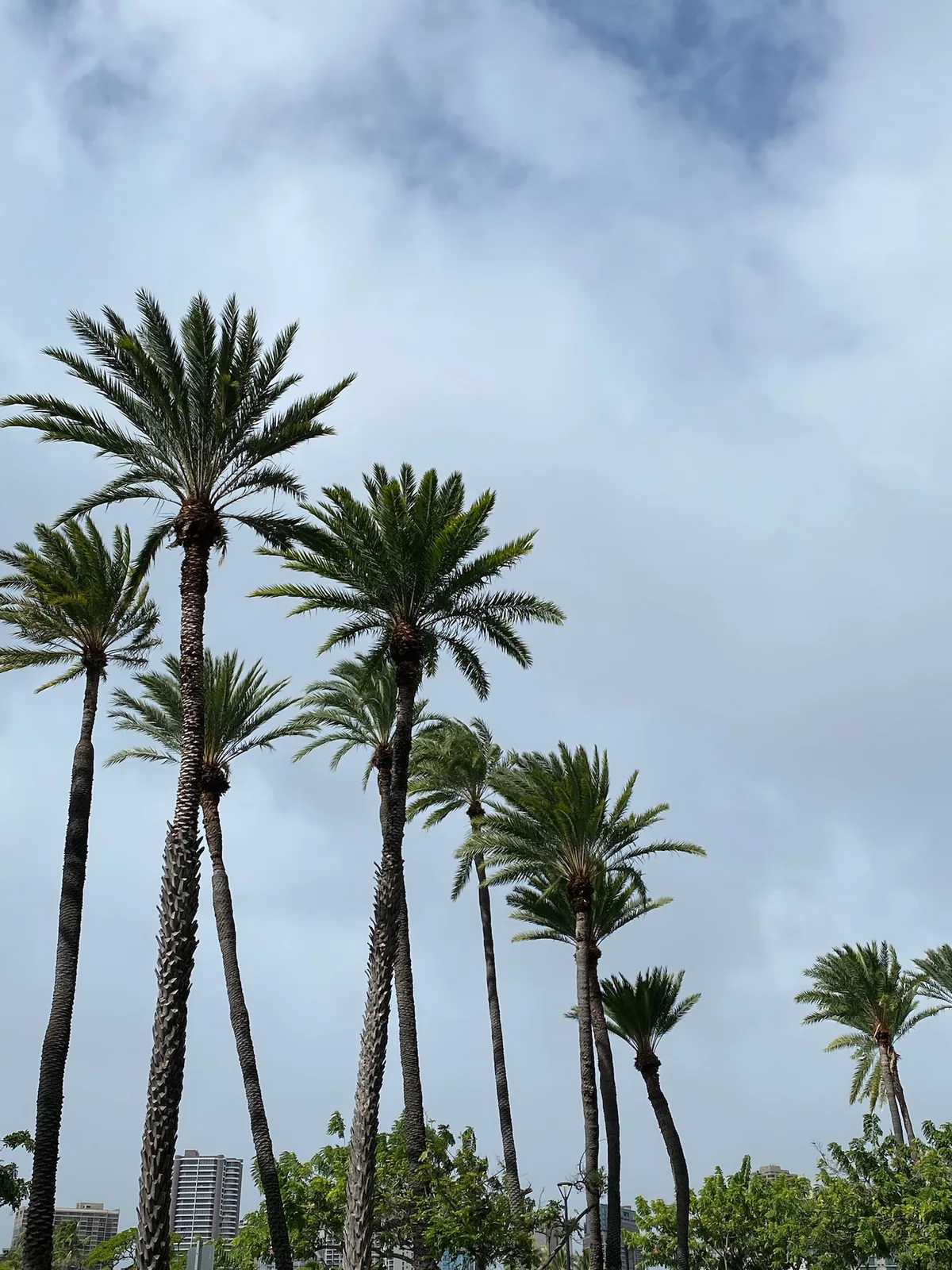 ワイキキの通りに並ぶヤシの木と青空